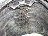 Galapagos 5-2-02 Santa Cruz Highlands Tortoise Reserve Inside a Tortoise Shell